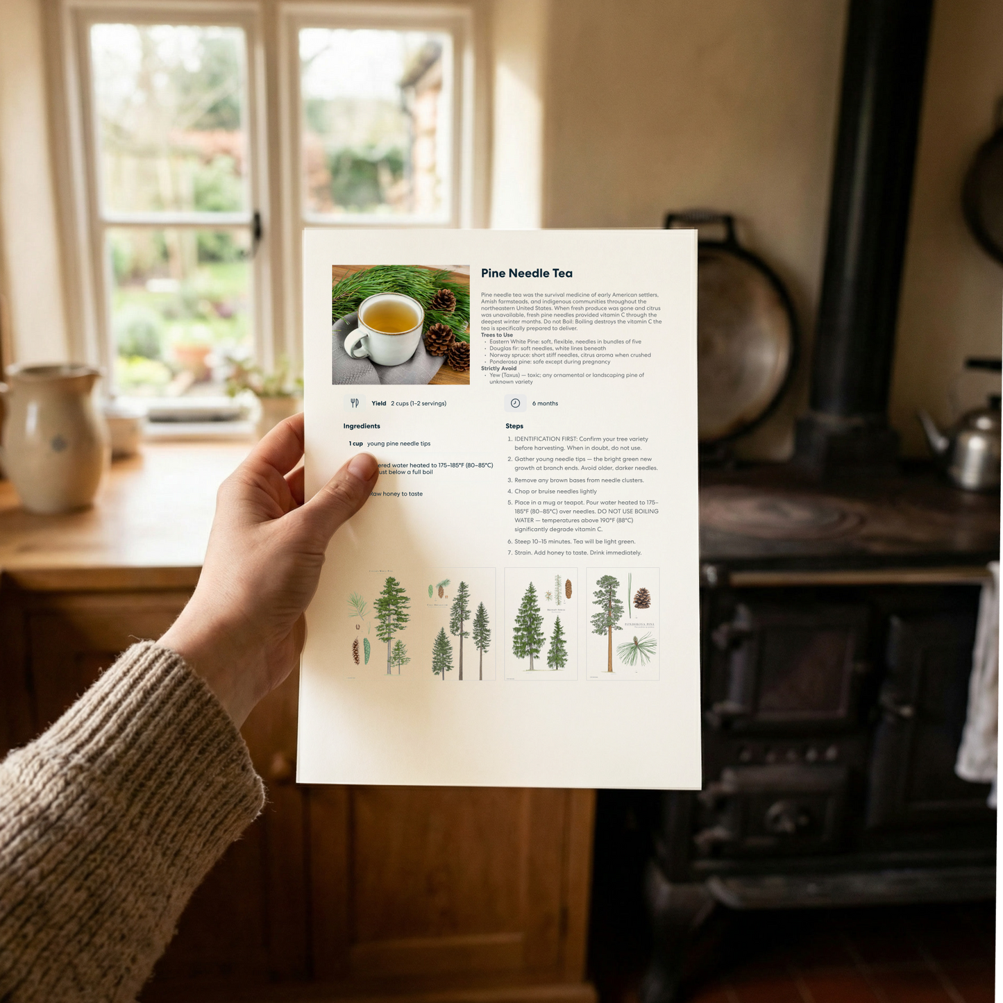 Forgotten Apothecary - Digital Cookbook (PDF)